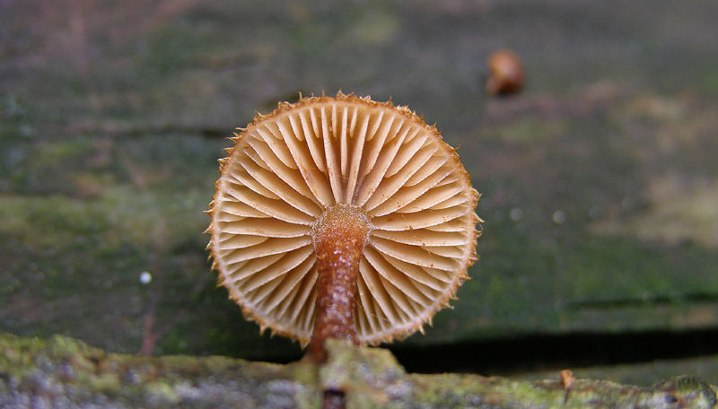 Eccoli i funghi.......